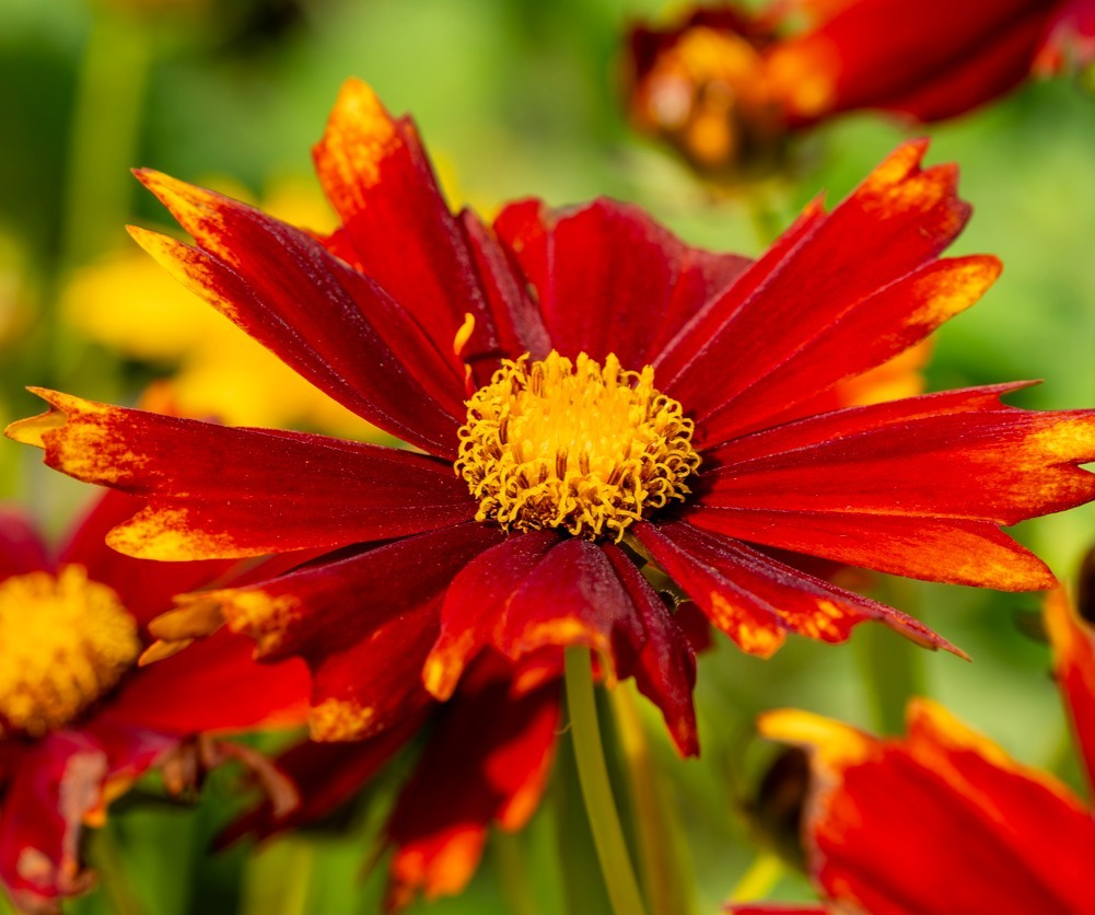 1700x Coreopsis Tinctoria Tigrina Radiata Mix Seeds – Dwarf Colourful Flower