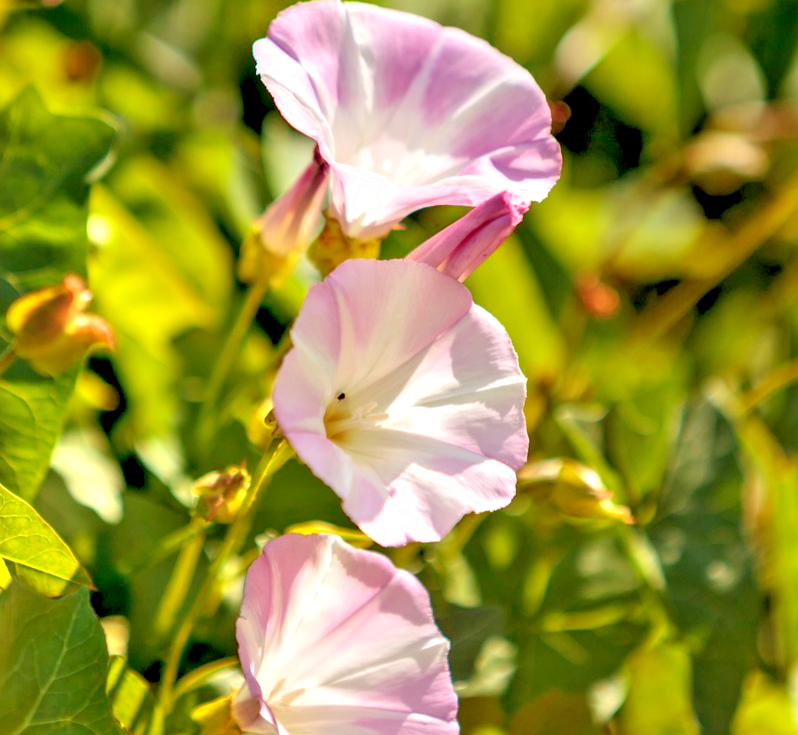 30x Morning Glory Shiva Rose Star Seeds - Fast Growing Vine Annual Flower
