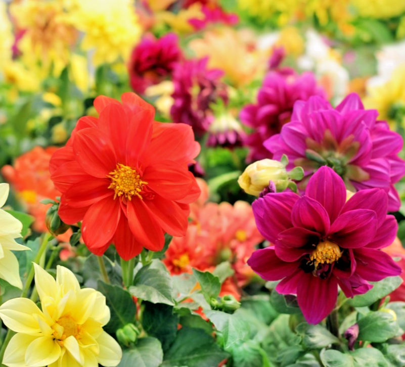 Dahlia Dwarf Starlight – 40x Seeds – Large Star-Shaped Flowers - Compact