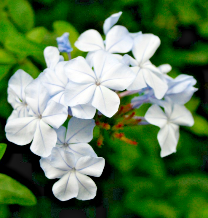 400x Phlox Drummondii Alba White Flower Seeds - Hardy Annual