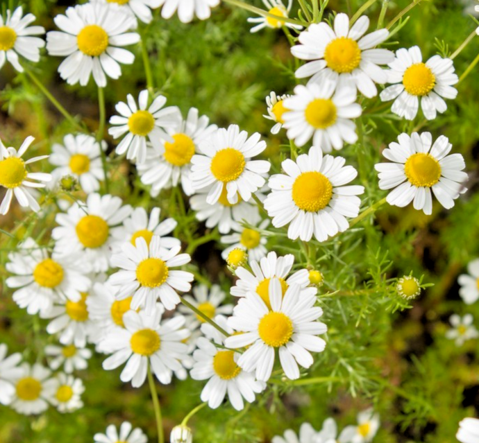 11,000x Matricaria Recutita German Chamomile Mayweed Seeds - For Herbal Gardens