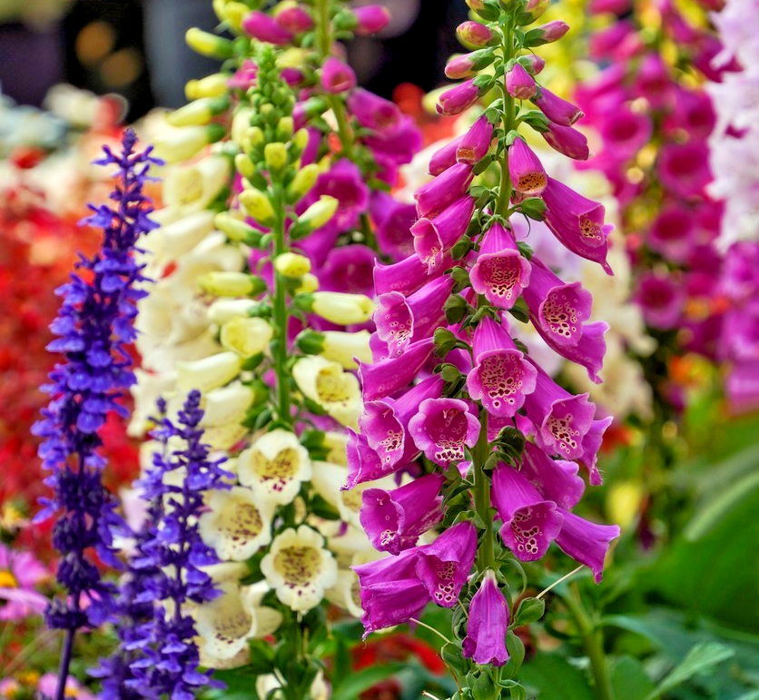 9000x Foxglove Digitalis Purpurea Dwarf Foxy Mix Seeds – Early Flowering