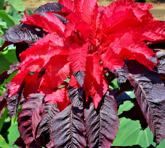 700x Amaranthus Tricolor Early Splendor Red Seeds –Joseph’s Coat – Vibrant
