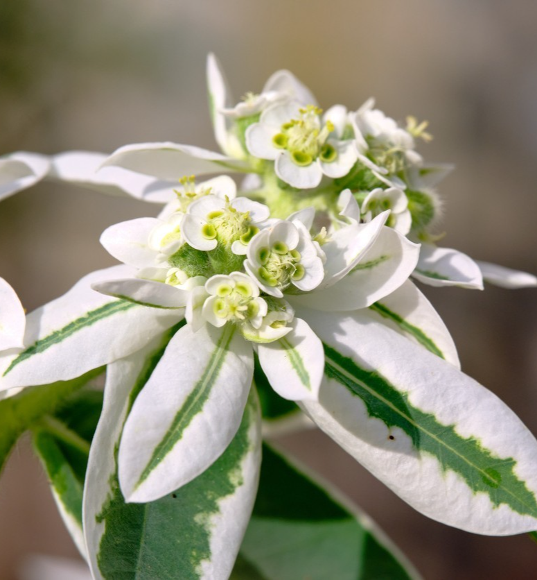 50x Euphorbia Marginata Snow On The Mountain Seeds -Eye Catching Annual