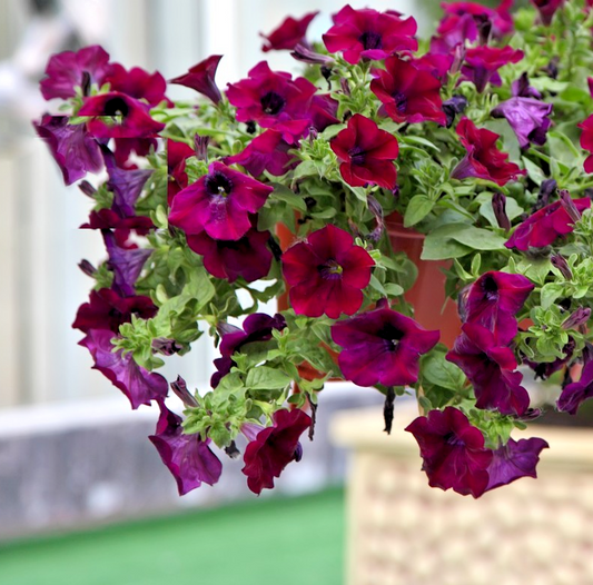 50x Petunia Quinto Burgundy F1 Seeds – Vibrant & Weather Resistant - Annual