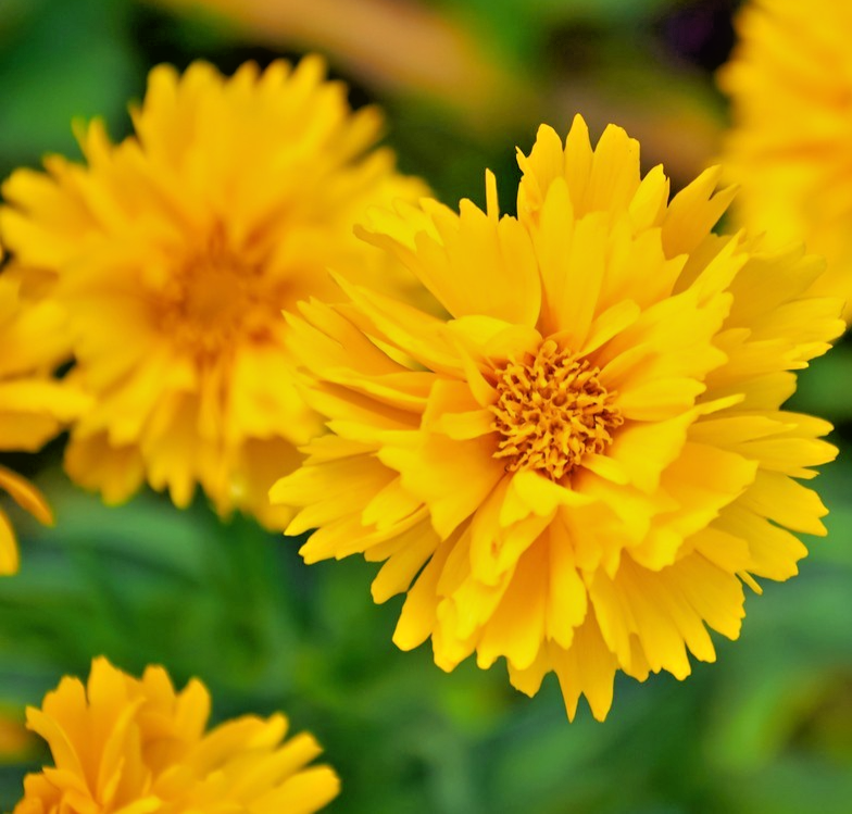 200x Coreopsis Golden Globe Seeds – Coreopsis Grandiflora – Long Blooming Plant