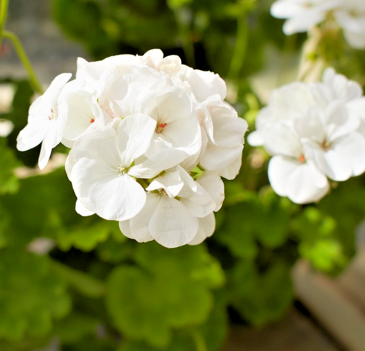 10x Geranium Horizon F1 White Seeds – Perfect for Pots & Borders