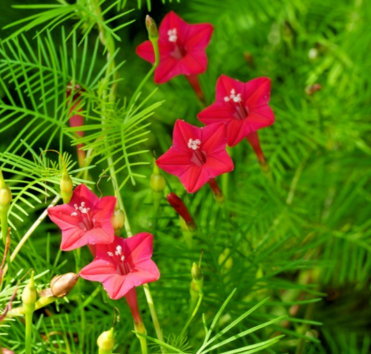 200x Ipomopsis Rubra Presidio Standing Cypress Seeds - Striking Red Spires