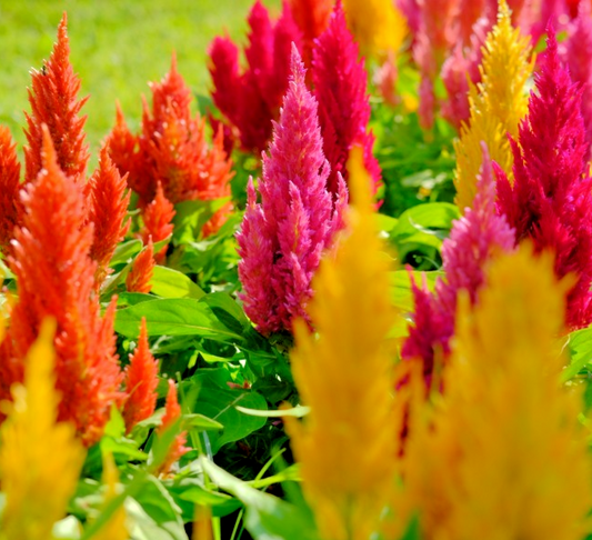 200x Dwarf Celosia Glitters Mix Seeds – Vivid Plumed Cockscomb Flowers - Annual