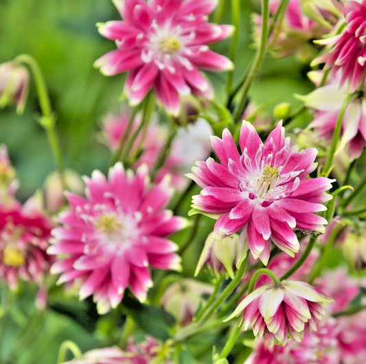 320x Nora Barlow Columbine Pink Seeds – Aquilegia vulgaris –Elegant Double Bloom