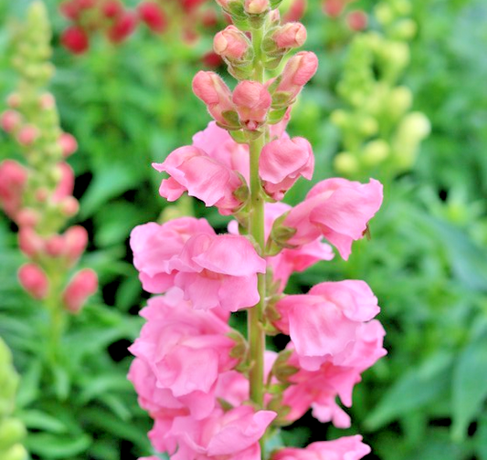 2000x Antirrhinum The Rose Seeds – Stunning Snapdragon Blooms