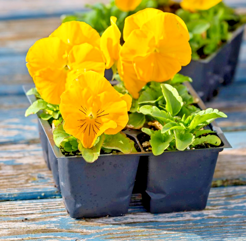 260x Bright Golden Yellow Pansy Clear Crystals Seeds - Viola - Biennial
