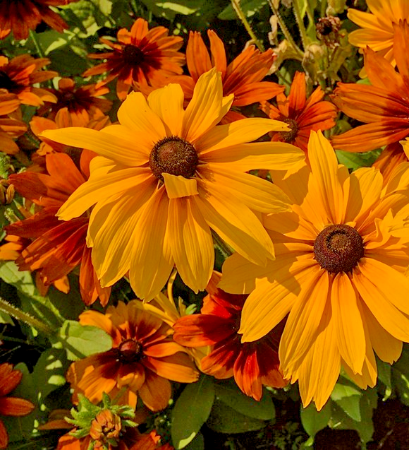 400x Rudbeckia Hirta Goldilocks Dwarf Seeds - Low Growing Annual Flower