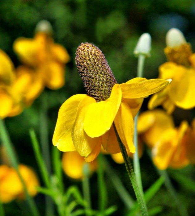 1200x Clasping Coneflower Seeds – Rudbeckia Amplexicaulis – Hardy Wildflower