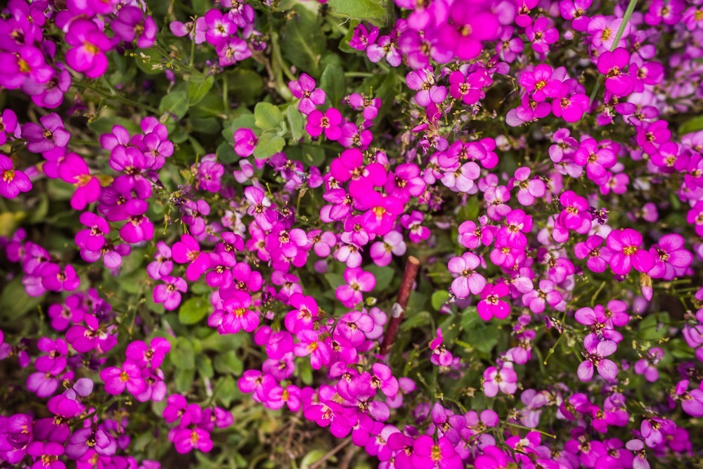 1300x Pink Rock Cress Seeds – Rosea Arabis Alpina – Perennial For Borders
