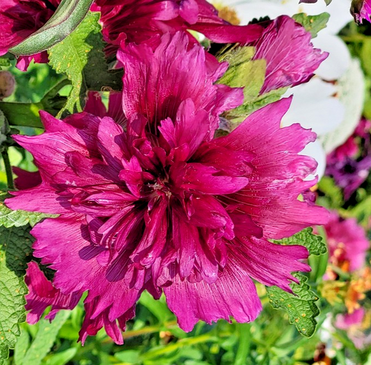 Queeny Purple Dwarf Hollyhock – 50x Seeds – Althaea Rosea Hardy Perennial Bloom