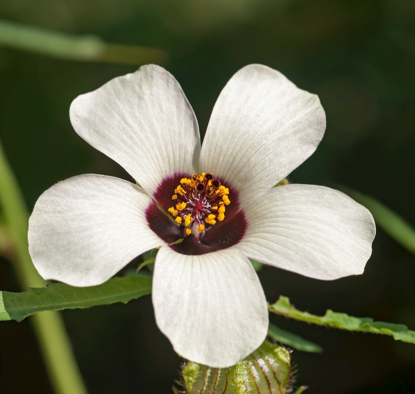 50x Hibiscus Trionum Flower Of An Hour Seeds – Low Maintenance -Perennial Flower