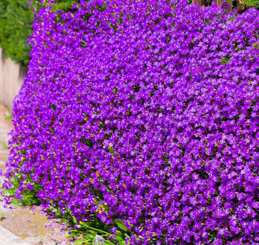 600x Aubrieta Hybrida Whitewell Gem Seeds - Rock Cress - Early Spring Perennial