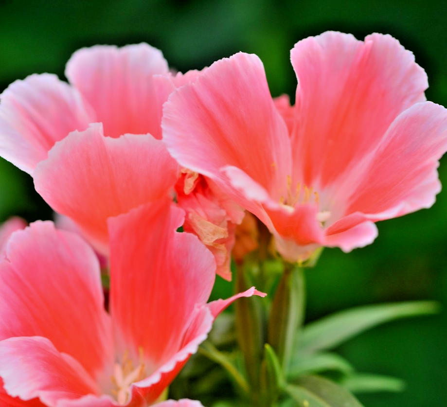 1100x Orange Glory Godetia Grandiflora Azaleaflora Double Flower Seeds - Annual