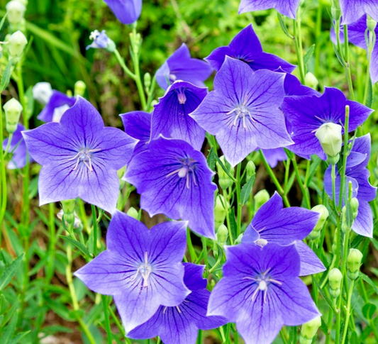 300x Blue Balloon Flower Seeds - Perennial Bellflower – Platycodon Grandiflorus