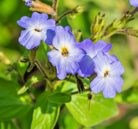 500x Browallia Americana Amethyst Flower Seeds – Extended Blooming Period