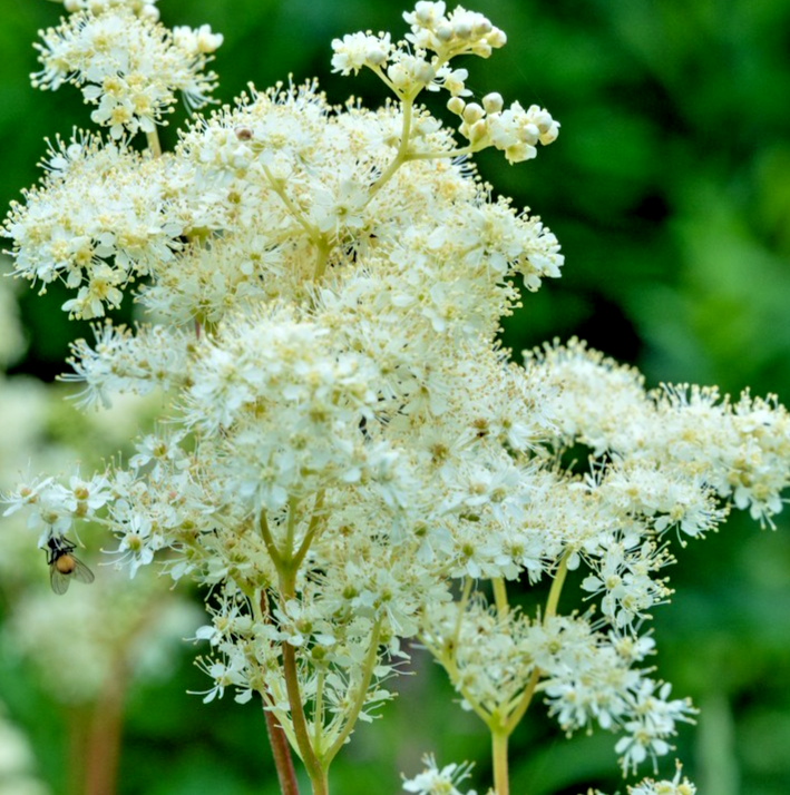 1300x Meadowsweet Seeds – Filipendula Ulmaria – Native Wildflower