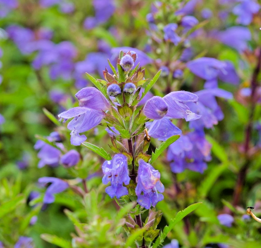 500x Dracocephalum Moldavica Dragonhead Flower Seeds – Fragrant Annual