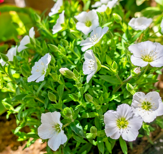 200x Arenaria Montana Alpine Seeds - Hardy Rockery Plant – Low & Spreading