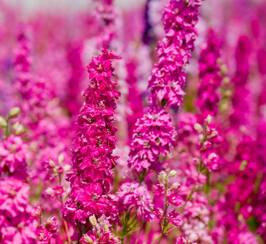 Carmine King Delphinium – 100x Seeds - Striking Pink Red Spires