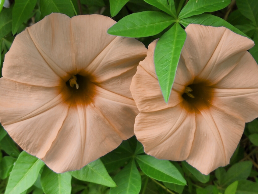 7x Morning Glory Chocolate Seeds – Ipomoea Nil –  Unique Colour - Annual