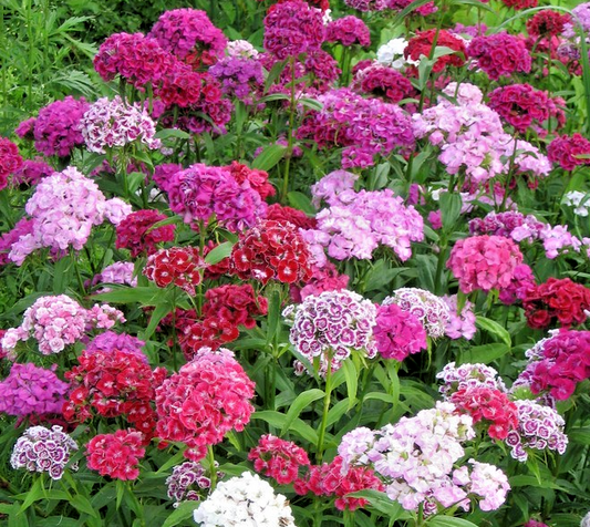 1200x Sweet William Super Duplex Mix Seeds – Dianthus Barbatus – Hardy Biennial