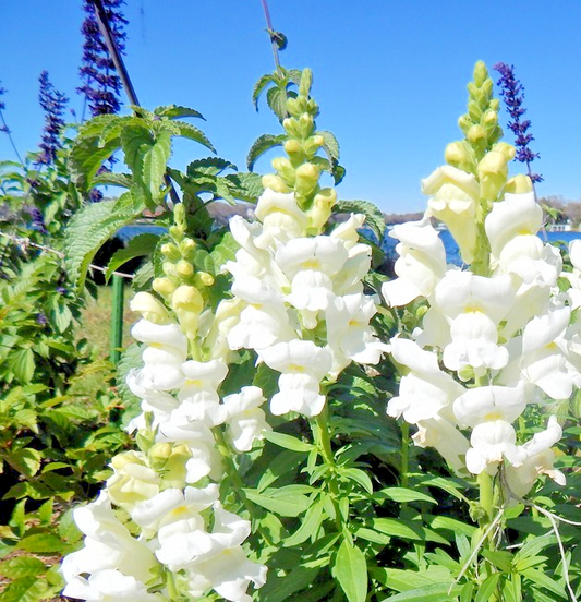 1000x Giant White Snapdragon Seeds – Perfect Hardy Antirrhinum Plant - Flower
