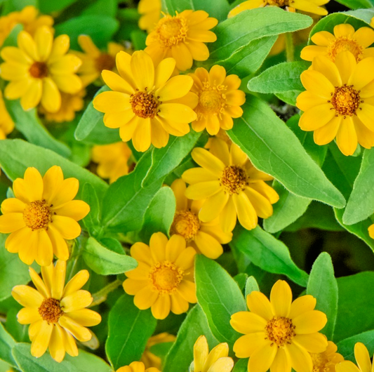 40x Melampodium Paludosum Melanie Compact Butter Daisy Seeds – Summer Bloom