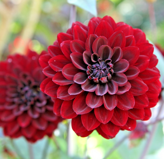 70x Dahlia Dwarf Bloody Mary Seeds – Dark Red Dahlia Pinnata - Annual Flower