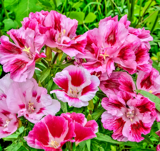 8500x Clarkia Elegans Double Mixed Flower Seeds - Colourful Annual Garden Flower