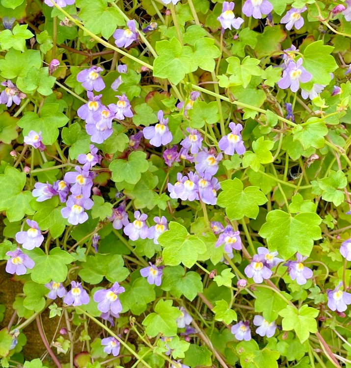 500x Cymbalaria Muralis Seeds – Kenilworth Ivy Perennial Rockery & Ground Cover