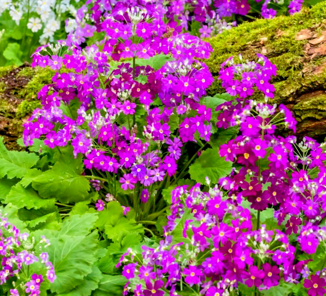 250x Primula malacoides Fairy Primrose Mix Seeds – Indoor Winter Blooms