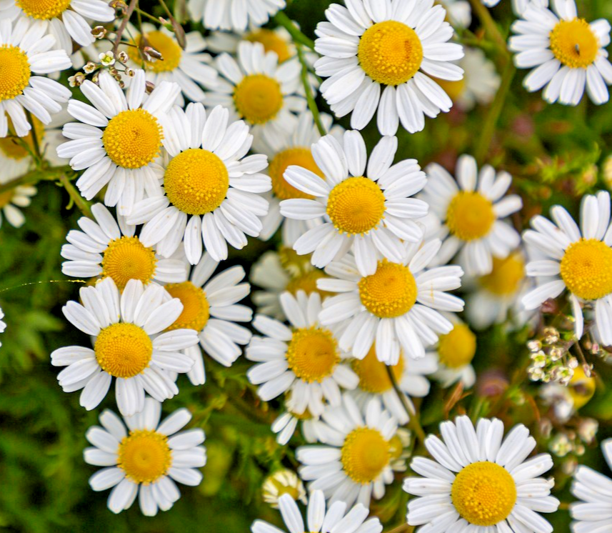 11,000x Matricaria Recutita German Chamomile Mayweed Seeds - For Herbal Gardens