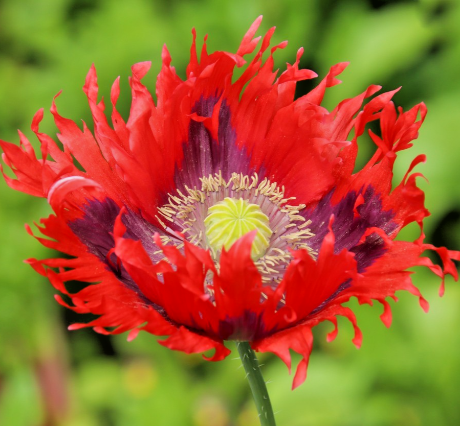 700x Drama Queen Poeny Poppy Seeds – Papaver Paeoniflorum – Stunning Annual