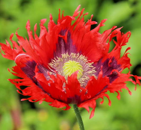 700x Drama Queen Poeny Poppy Seeds – Papaver Paeoniflorum – Stunning Annual