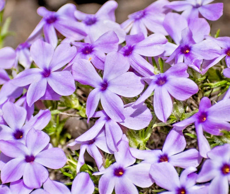 300x Mountain Phlox Linanthus Grandiflorus Seeds – Stunning Annual Blooms