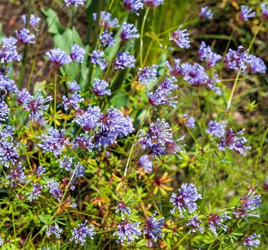600x Blue Woodruff Seeds – Asperula Orientalis – Sweet Vanilla-Scented - Annual