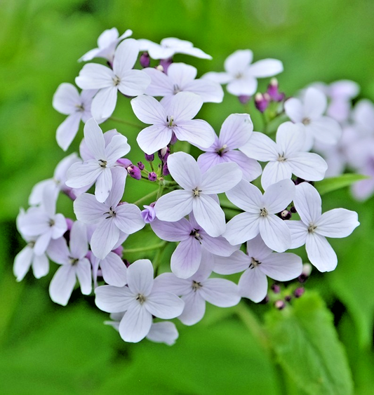 White Lunaria Honesty – 100x Seeds - Beautiful White Flowering Biennials