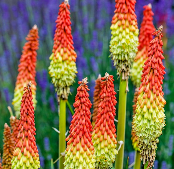 300x Red Hot Poker Seeds – Torch Lily Mix – Kniphofia Uvaria – Exotic Perennial