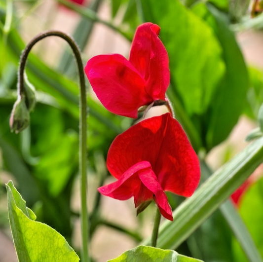 25x Sweet Pea Mammoth Scarlet Seeds – Lathyrus Odoratus – Fragrant Annual Flower