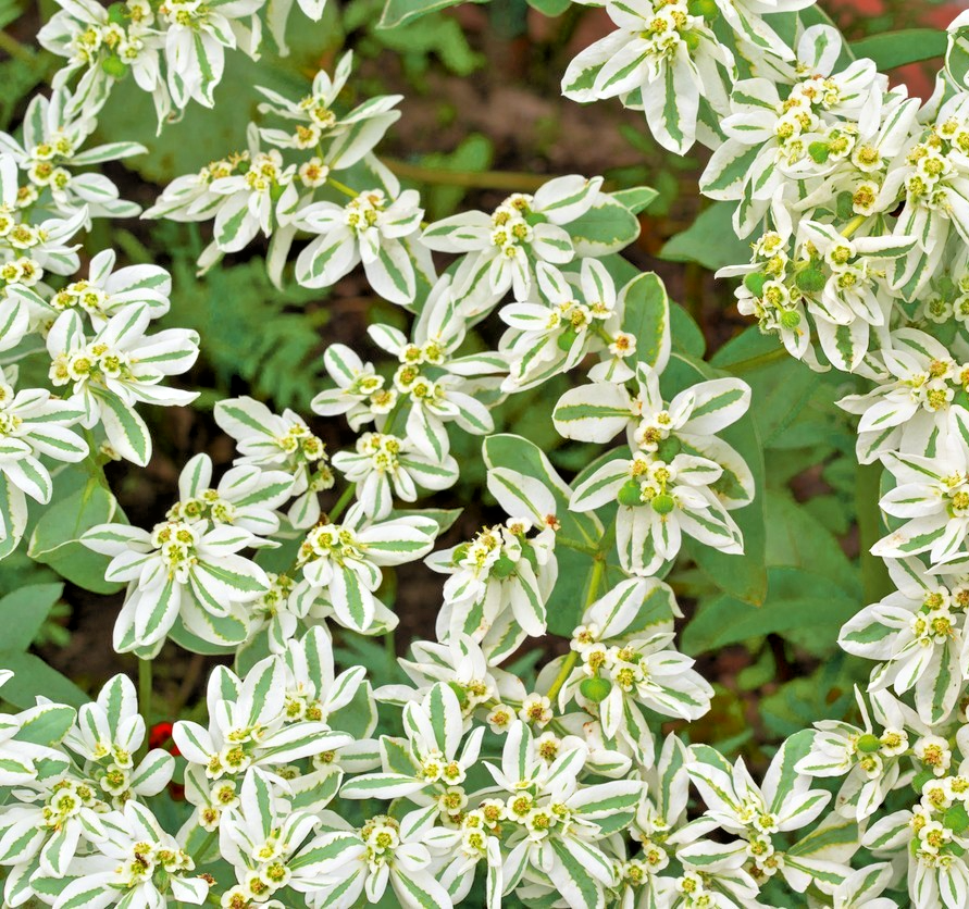 50x Snow on the Mountain Seeds – Stunning Annual Foliage - Euphorbia Marginata