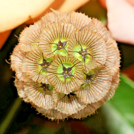 20x Starflower Pincushions Drumstick Seeds – Scabiosa Stellata - Garden Beauty