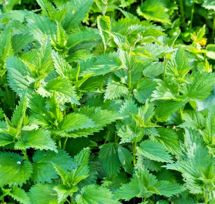 1500x Stinging Nettle Seeds – Urtica Dioica - Hardy Perennial Herb