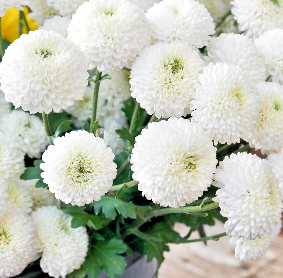 1000x Snowball Daisy Chrysanthemum Seeds – Hardy Perennials - Long Lasting
