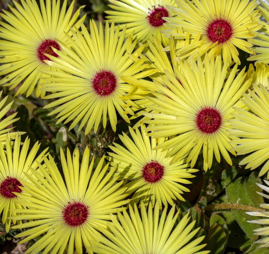 Yellow Mesembryanthemum Dorotheanthus Harlequin – 800x seeds - Livingstone Daisy